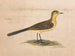 A yellow wagtail - Thomas Atwood — artwork view