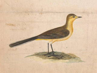A yellow wagtail - Thomas Atwood — artwork view
