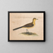 A yellow wagtail - Thomas Atwood — framed artwork on a wall