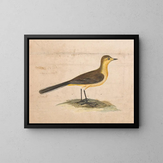 A yellow wagtail - Thomas Atwood — framed artwork on a wall