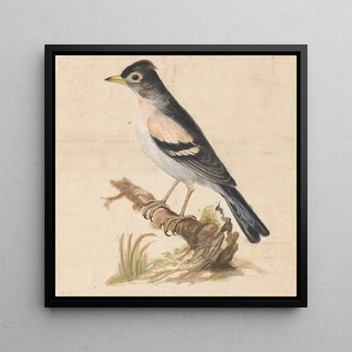 Thomas Atwood - Brambling.webp