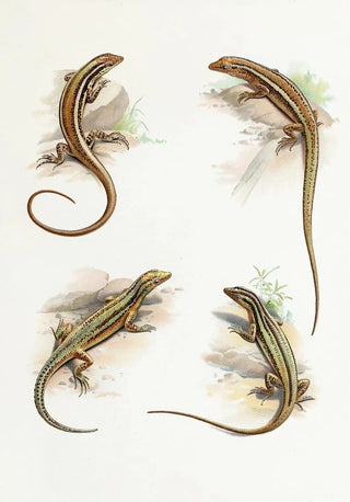 Thomas Barbour - Cryptoblepharus.webp