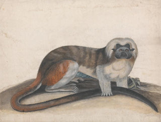 Study for the pinched monkey or the red-tailed monkey - Thomas Bewick — artwork view