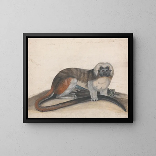 Study for the pinched monkey or the red-tailed monkey - Thomas Bewick — framed artwork on a wall