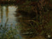 Study of Water and Plants - Thomas Fearnley — artwork view