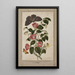 Study of Japanese Camellia, Japanese Rose, Euphorbia caput-medusae, Medusa Head with Moth Merops and Papilio Hyale Nar - Thomas Robins the Younger — framed artwork on a wall