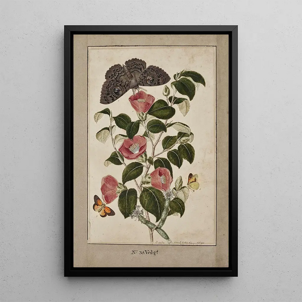 Study of Japanese Camellia, Japanese Rose, Euphorbia caput-medusae, Medusa Head with Moth Merops and Papilio Hyale Nar - Thomas Robins the Younger — framed artwork on a wall
