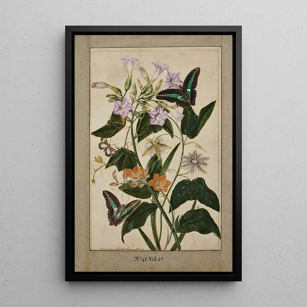 Botanical study painting of passion flowers with red fruits, Virginia tobacco plant, and ixia with swallowtail butterflies - Thomas Robins the Younger — framed artwork on a wall