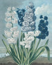 Hyacinths - Thomas Warner — artwork view