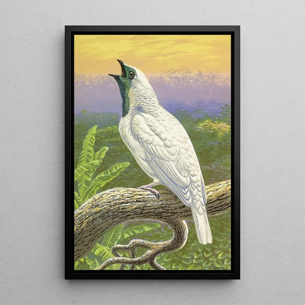 Cotinga à gorge nue - Thomas Waterman Wood — framed artwork on a wall