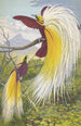 Paradisea Papuana - Thomas Waterman Wood — artwork view