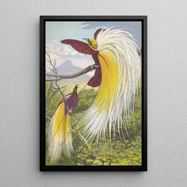 Paradisea Papuana - Thomas Waterman Wood — framed artwork on a wall