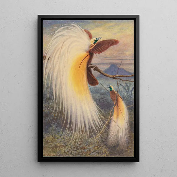 Paradise Birds - Thomas William Wood — framed artwork on a wall