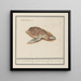 Turtle of the sea Cheloniidae - Anselmus Botius de Boodt — framed artwork on a wall