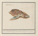 Turtle of the sea Cheloniidae - Anselmus Botius de Boodt — artwork view