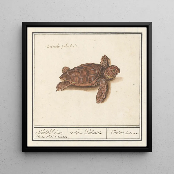 Turtle of the sea Cheloniidae land turtle testudo Palustris - Anselmus Botius de Boodt — framed artwork on a wall