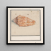 Trompette rose Strombus gigas - Anselmus Botius de Boodt — framed artwork on a wall