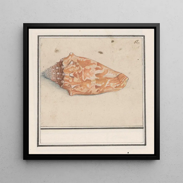 Trompette rose Strombus gigas - Anselmus Botius de Boodt — framed artwork on a wall