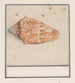 Trompette rose Strombus gigas - Anselmus Botius de Boodt — artwork view