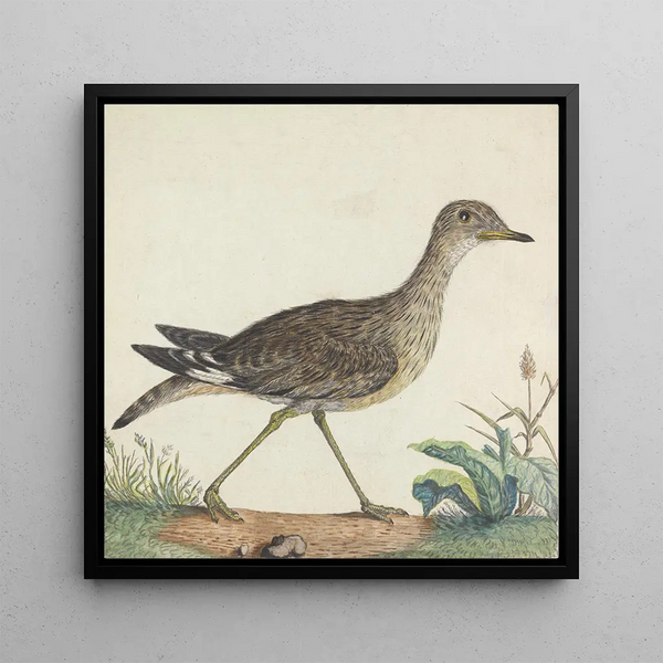Un Courlieu de Pierre - George Edwards — framed artwork on a wall