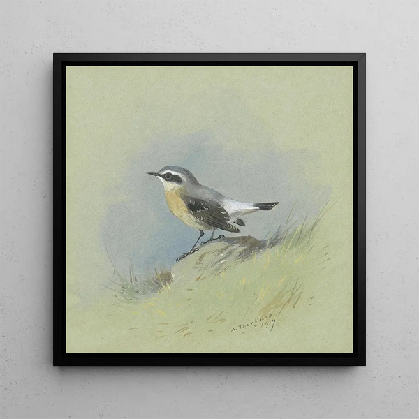 a male Stonechat - Archibald Thorburn — framed artwork on a wall