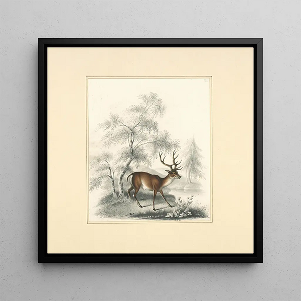 A deer - Henry Thomas Alken — framed artwork on a wall
