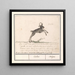 a deer, perhaps a forest antelope Nemorhaedini - Anselmus Botius de Boodt — framed artwork on a wall
