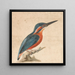 A kingfisher - Thomas Atwood — framed artwork on a wall