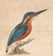 A kingfisher - Thomas Atwood — artwork view