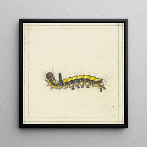 A yellow caterpillar - Herman Henstenburgh — framed artwork on a wall