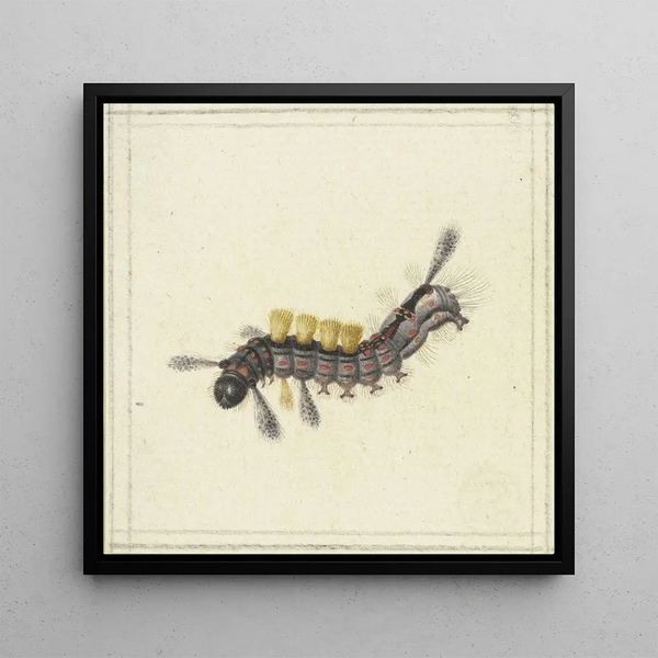 a black and red caterpillar with yellow bumps - Herman Henstenburgh — framed artwork on a wall