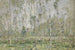 Landscape painting with trees circa 1910 - Vasili Ivanovich Denisov — artwork view