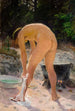 Morning Toilet - Venny Soldan-Brofeldt — artwork view