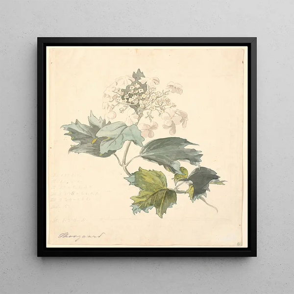 Viburnum painting by Kalkved - P C Skovgaard — framed artwork on a wall
