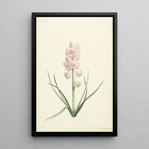 Hyacinth Coral - Vincent Laurensz van der Vinne II — framed artwork on a wall