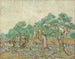 The Olive Orchard - Vincent van Gogh — artwork view