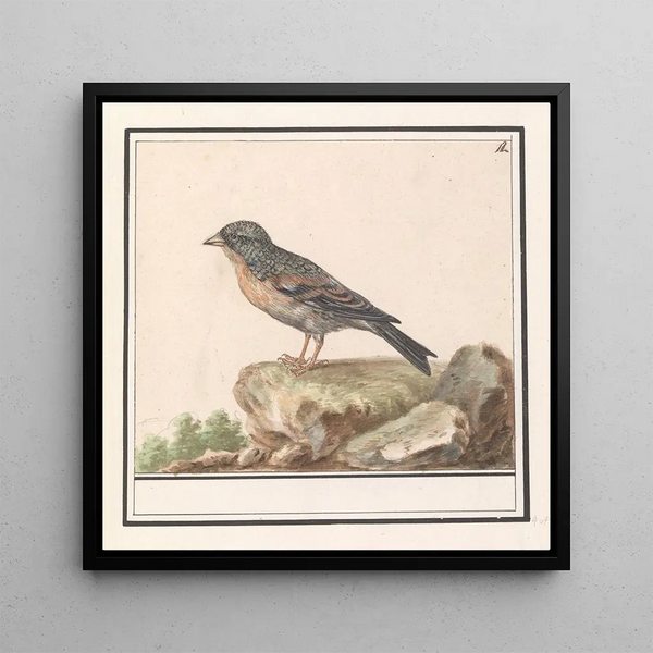 Vink Fringilla - Anselmus Botius de Boodt — framed artwork on a wall