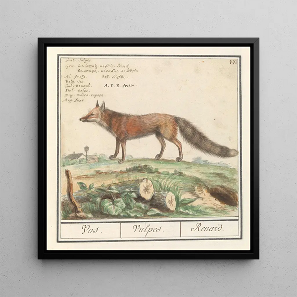 Vos Vulpes vulpes Vos Vulpes Renard - Anselmus Botius de Boodt — framed artwork on a wall