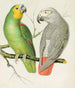 Amazonian Parrot Painting - W. A. Blakston — artwork view