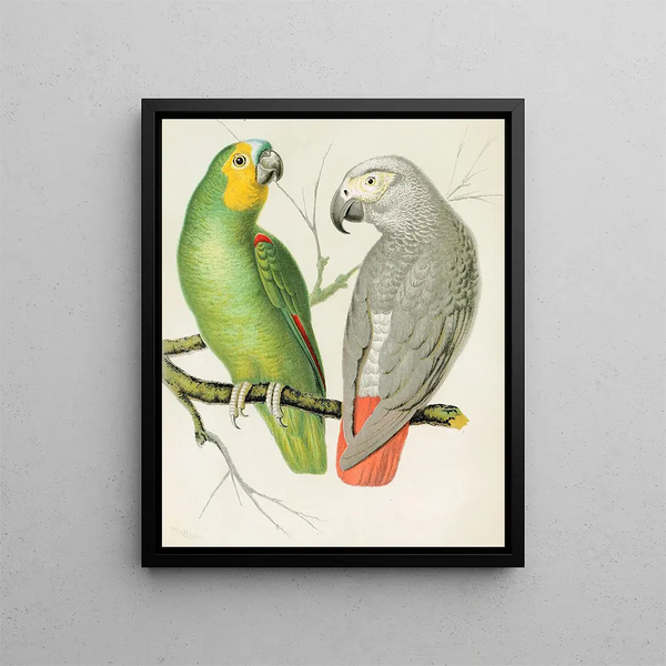 Amazonian Parrot Painting - W. A. Blakston — framed artwork on a wall