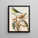 Black-headed Chickadee Painting - W. A. Blakston — framed artwork on a wall