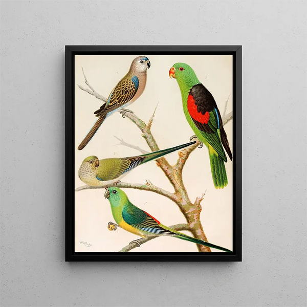 Parrot of Bourke - W. A. Blakston — framed artwork on a wall