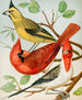 Cardinal Painting - W. A. Blakston — artwork view