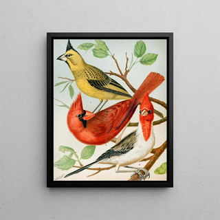 W A Blakston - CardinalsVirginian Nightingale.webp