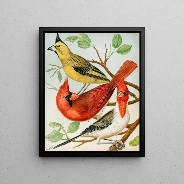 Cardinal Painting - W. A. Blakston — framed artwork on a wall