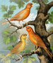 Canaris Cinnamon Painting - W. A. Blakston — artwork view
