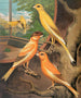 Canaris Cinnamon Painting - W. A. Blakston — artwork view