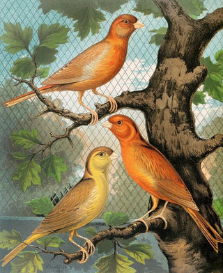 W A Blakston - Cinnamon Canaries Norwich Type.webp