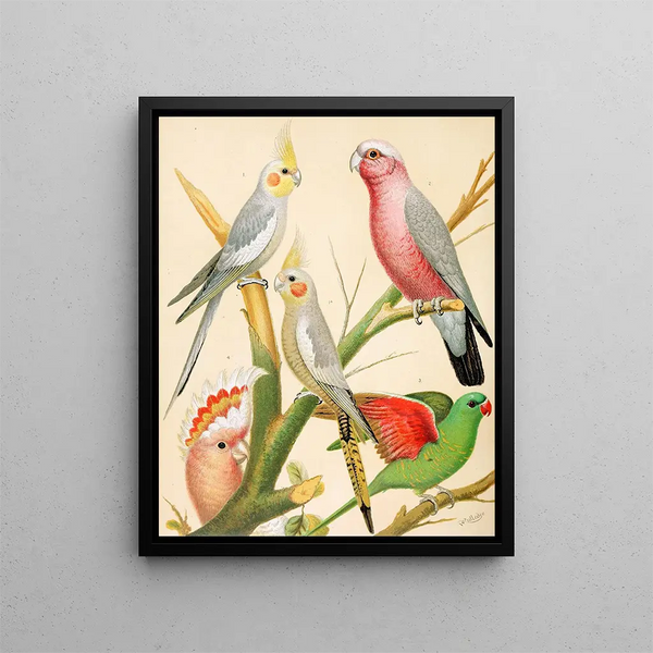 Cacatoès rosé painting - W. A. Blakston — framed artwork on a wall