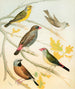 Goldfinches and Australian Estrildid Finches - W. A. Blakston — artwork view